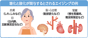 糖化と酸化が関与するとされるエイジングの例