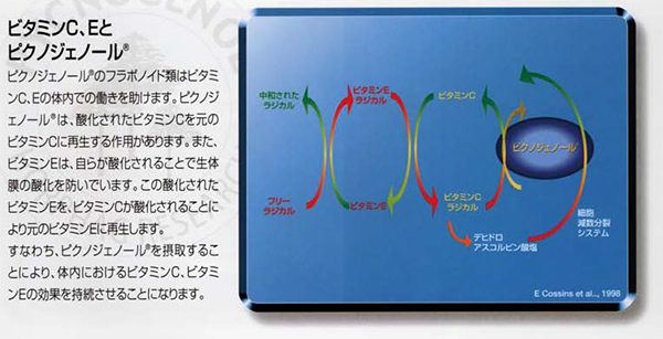 ビタミンC、Eの効果を持続させる